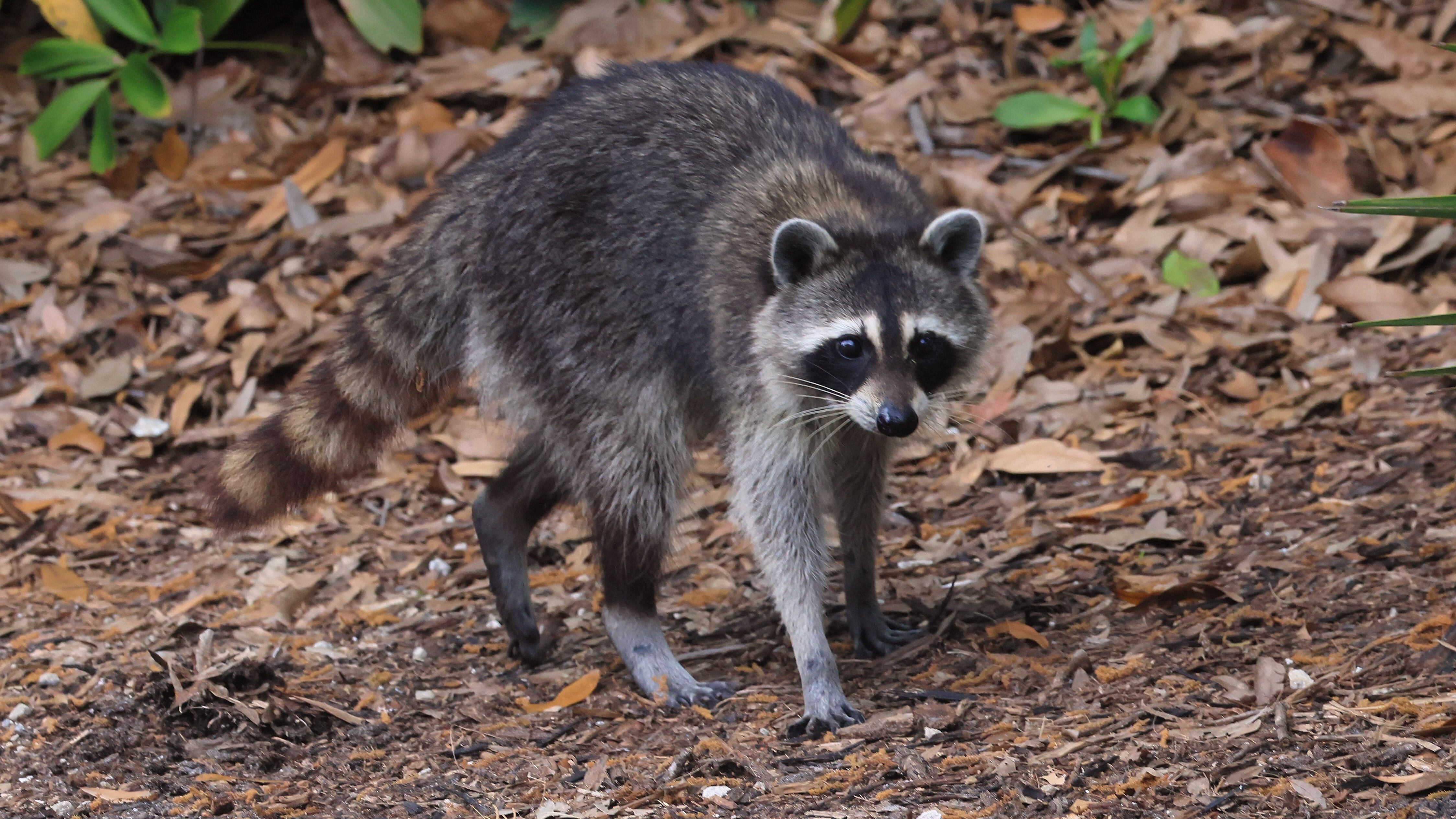 DELRAY BEACH, FLORIDA - FEBRUARY 18: A Racoon populates the Sebastian Inlet State Park on February 16, 2025 in Merritt Island, Florida. The warmer climate in the southern part of Florida provides a welcome habitat for a host of wildlife.