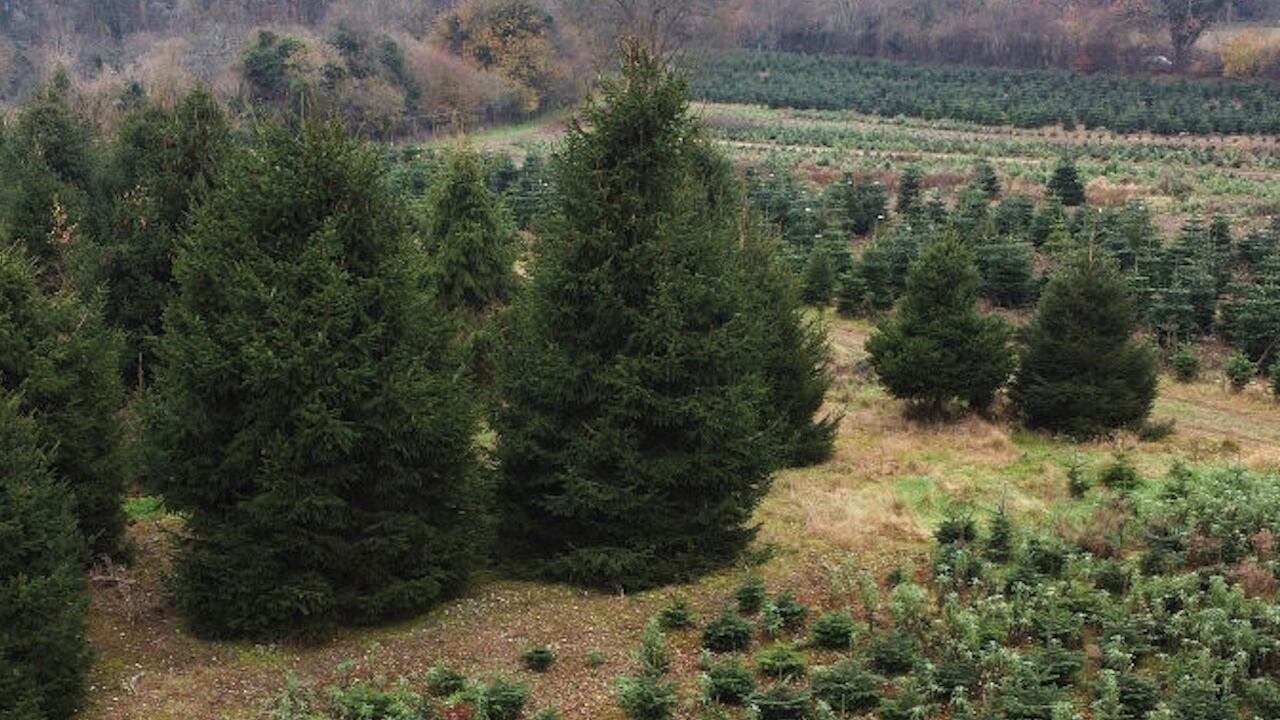 The 20-foot tree sits in the front enclosure of the Feldman home, with 12 feet of it rising through the roof.