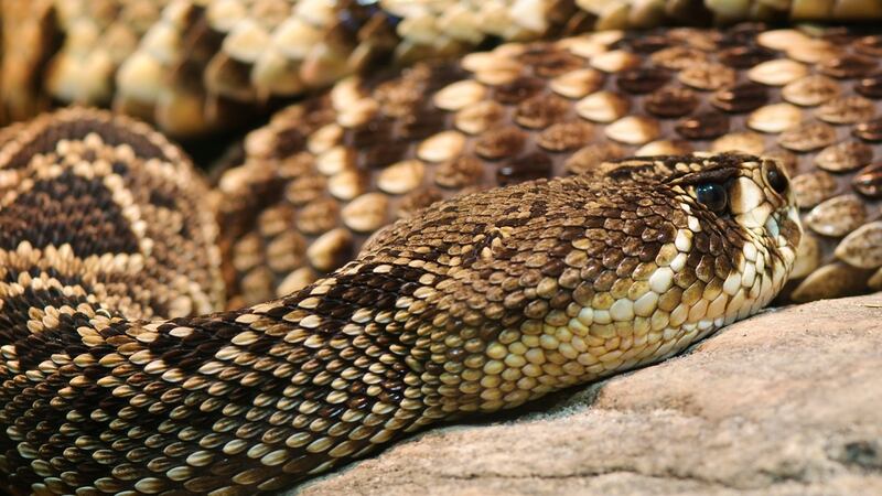 Eastern diamond back rattlesnake