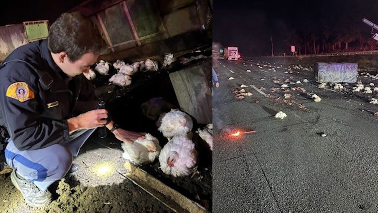 A trooper, left, comforts a chicken that survived the crash. At right, chickens were scattered across the highway.