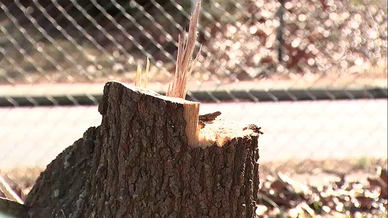 Atlanta Beltline temporarily free to chop down, replace trees as city council reviews tree ordinance