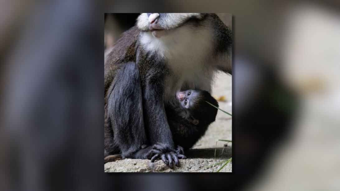 Zoo Atlanta welcomes new baby Schmidt's Guenon