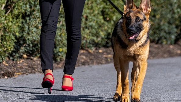 Biden was walking the dog in the Kennedy Garden on Sept. 12, 2023, when Commander bit a Secret Service agent who approached the president to help him with something, according to the records obtained by conservative activist group Judicial Watch and reviewed by ABC News show.