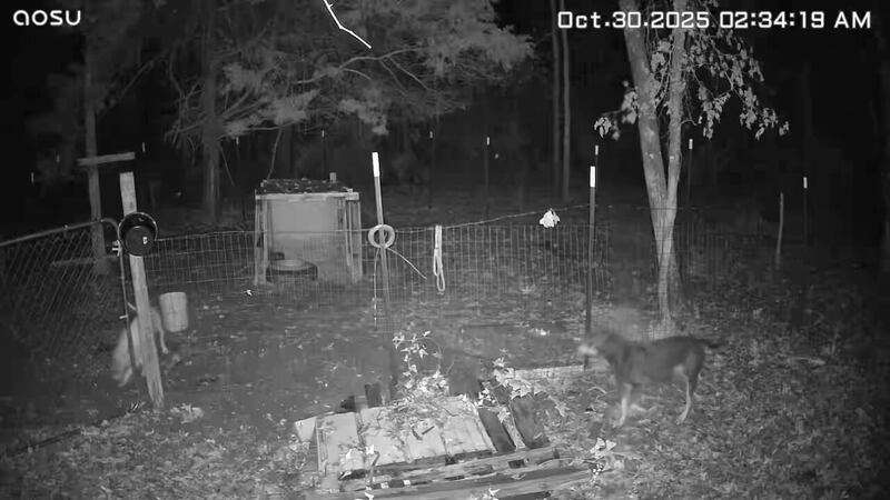 Wild dogs are killing pets, terrorizing families