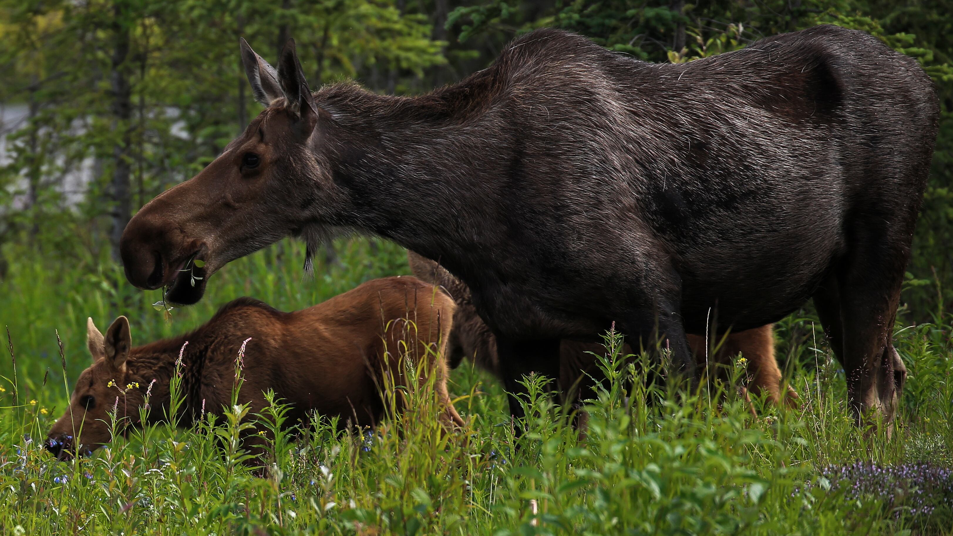 A moose charged a man who came close to her calves.
