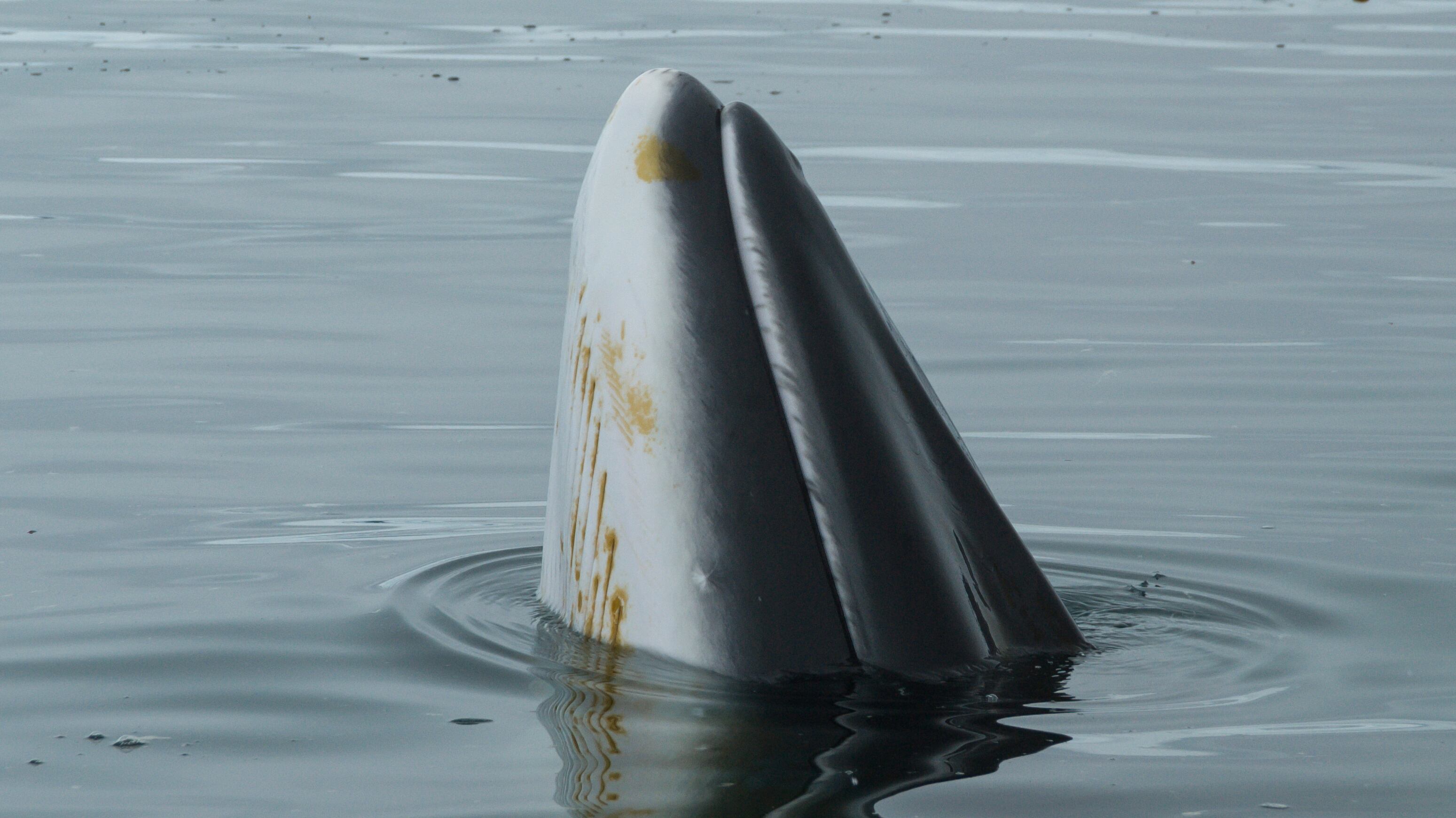 A minke whale