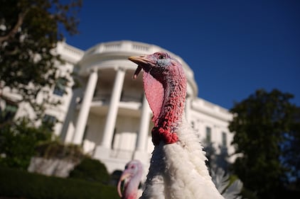 Turkey pardon