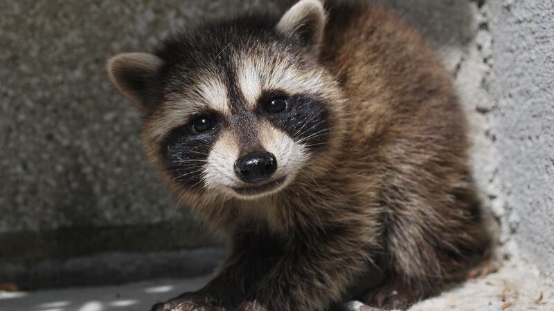 Raccoon that attacked man in Cherokee County confirmed to have rabies