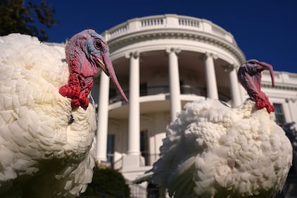 Turkey pardon