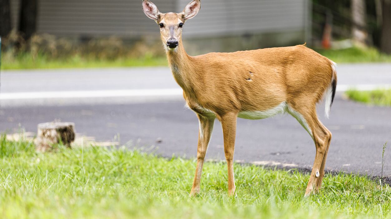 Deer caught dashing through Sam’s Club