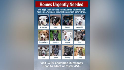 These shelter dogs are most at risk of being euthanized unless adopted or fostered.