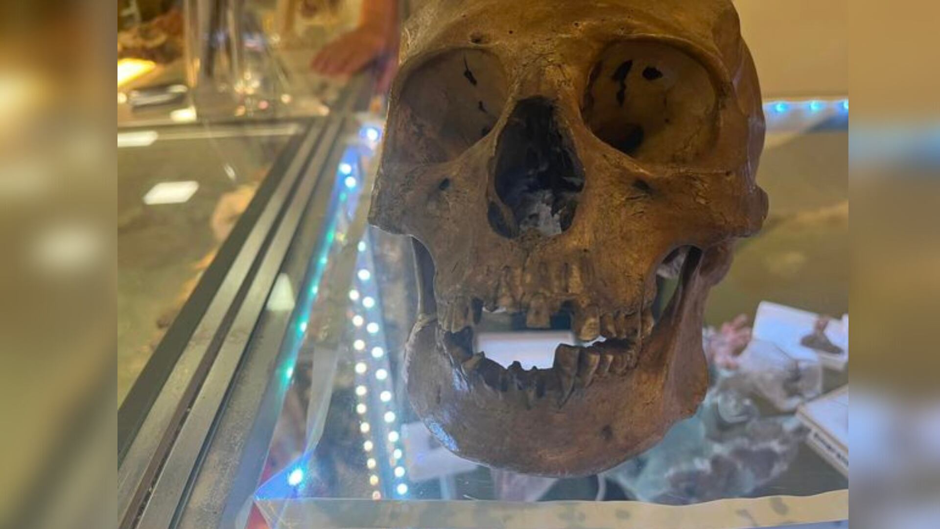 A human skull was found by a shopper at a thrift store in North Fort Myers, Florida, officials say.