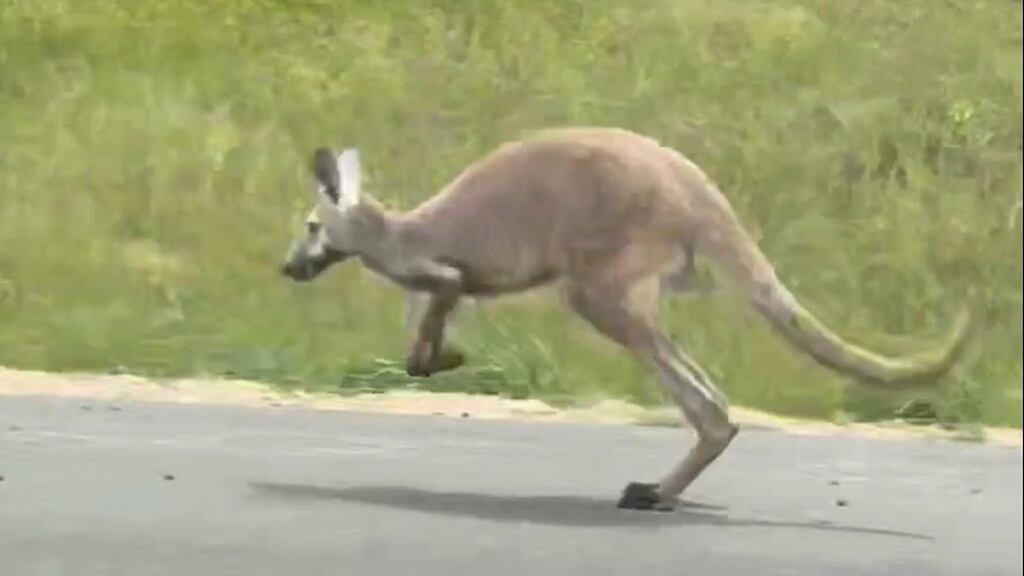 Kangaroo