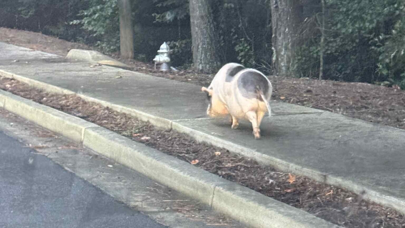 Officers found a big pig on a Peeler Road sidewalk on Tuesday.