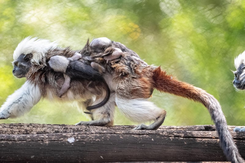 Walt Disney World Resort has welcomed the birth of more than 300 animal residents in 2023. An adorable set of cotton-top tamarin twins were born at Disney’s Animal Kingdom Theme Park recently. The playful pair love chasing each other through the trees while exploring their Discovery Island habitat and are amazingly acrobatic. (Aaron Wockenfuss, Photographer)