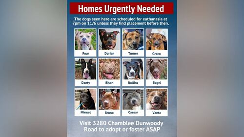These dogs are most at risk of being euthanized if they aren't adopted or fostered by Thursday.