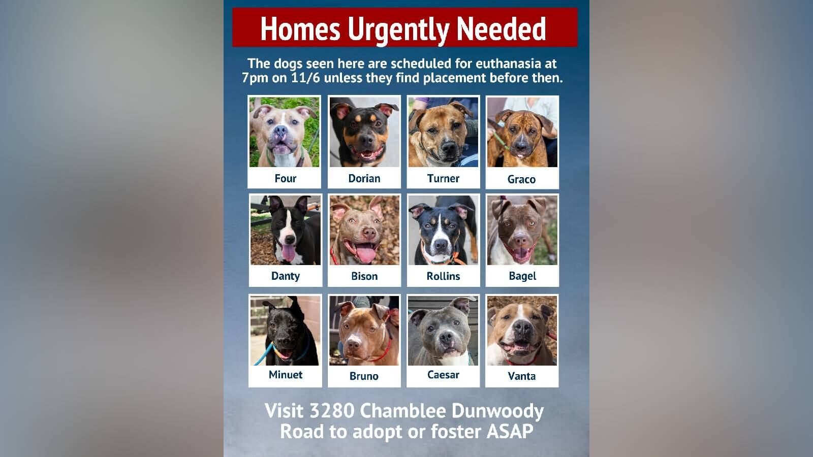 These dogs are most at risk of being euthanized if they aren't adopted or fostered by Thursday.