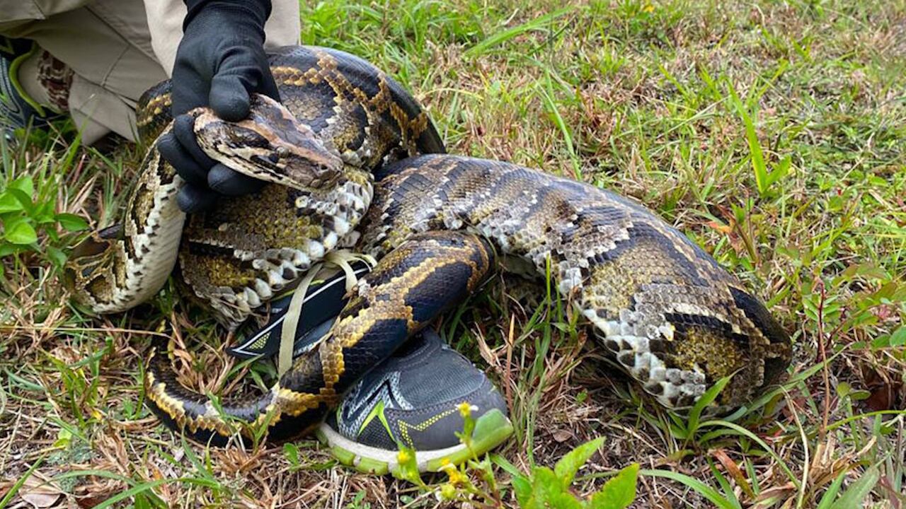 File photo. A Southwest Florida man encountered one of the invasive reptiles earlier this month.