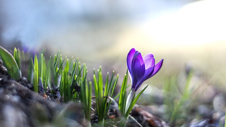 The vernal equinox marks the start of the spring season for the Northern Hemisphere. According to Space.com, this will be the earliest that the vernal equinox will occur across the contiguous United States in 128 years.