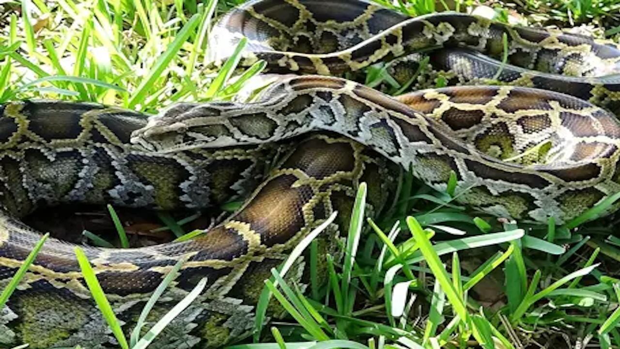 Conservation team removes four tons of large , invasive snakes , breaks record