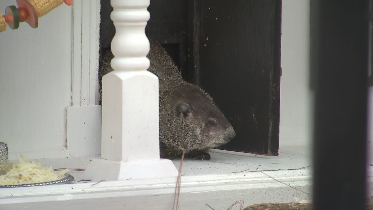 Groundhog Day 2026 : Georgia groundhog Gen . Beauregard Lee , Yonah make their predictions - WSB - TV Channel 2