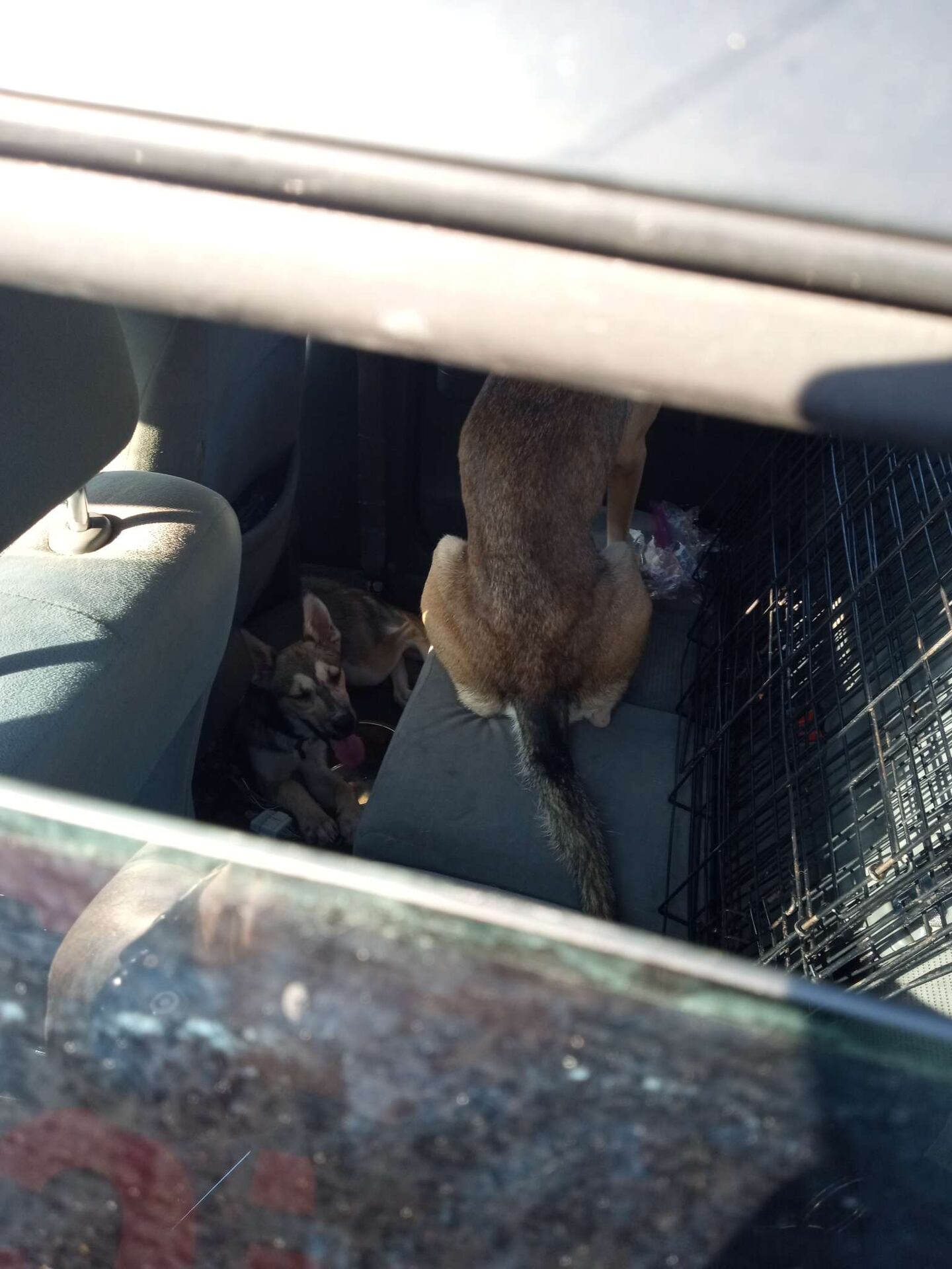 Two dogs were left in a hot car at Six Flags White Water.