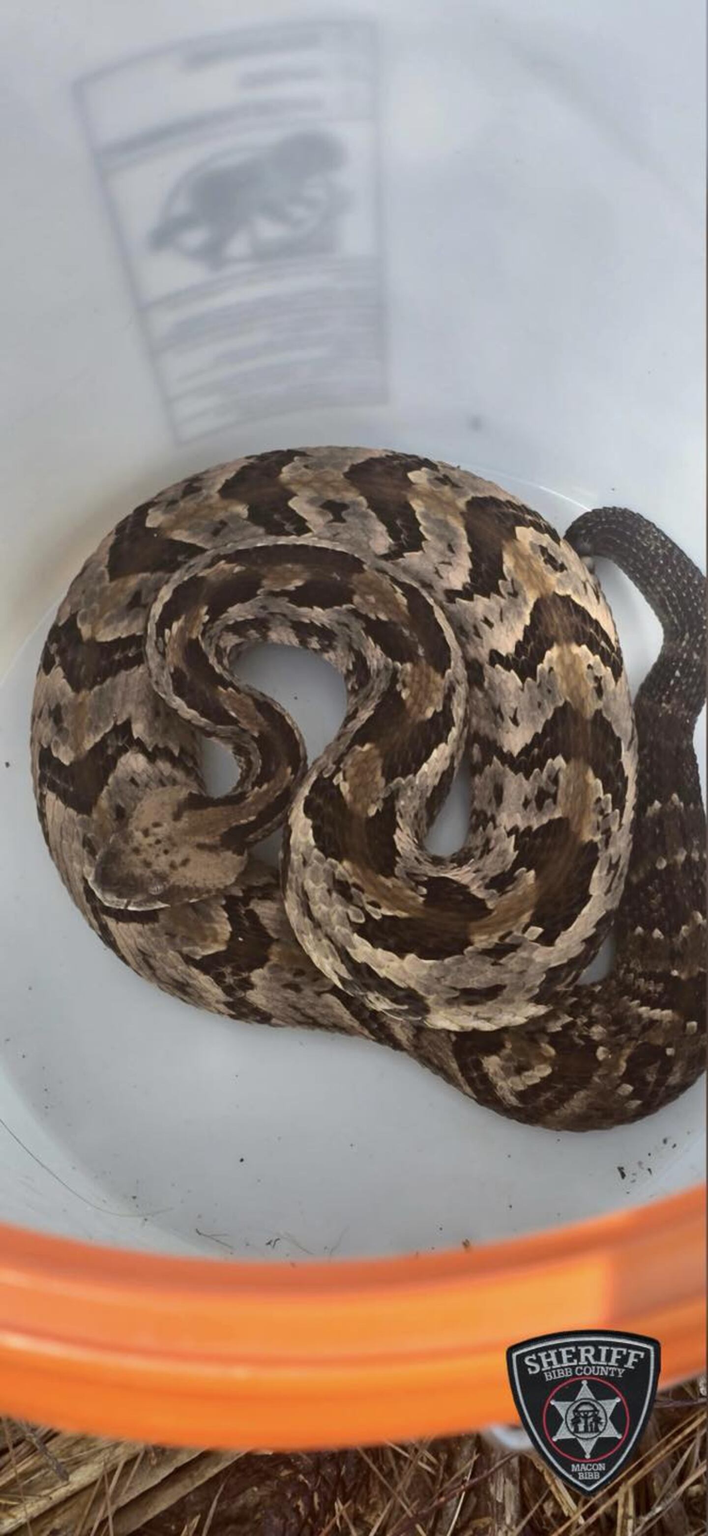 A timber rattlesnake was taken from a restaurant playground by Bibb County animal enforcement officers.