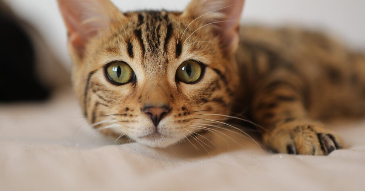 Why veterinarians insist on an annual cat check-up – WSB-TV Channel 2 Why veterinarians insist on an annual cat check-up – WSB-TV Channel 2