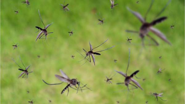 Mosquitoes test positive for Eastern equine encephalitis in Georgia