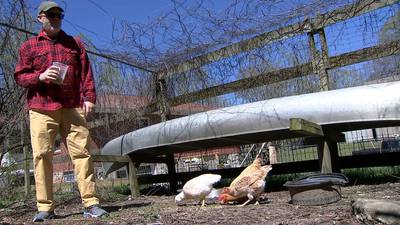 More metro Atlanta area residents raising chickens to beat high cost of eggs