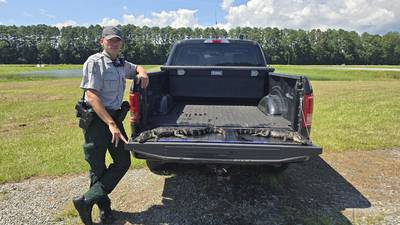 Dead gators found with hook in mouth, crossbow bolt through head on GA property