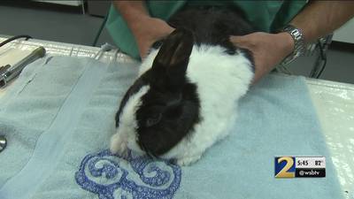 Major pet insurance provider initially refused to pay for bunny's life-saving treatment