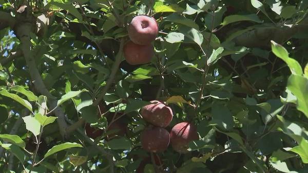 North Georgia apple growers celebrate bumper crop, but keep an eye on Ian