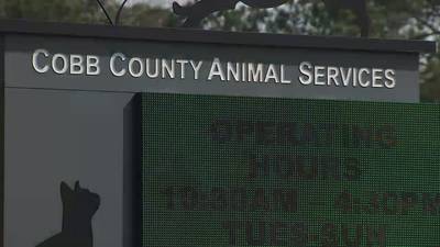 Investigators say Cobb County is seeing an increase in animal cruelty cases