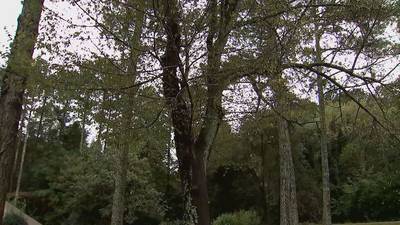Local arborist gives tips on checking for potentially dangerous trees on your property