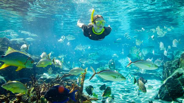 Ultimate animal experience coming to Discovery Cove