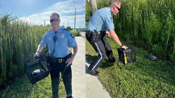 Officer attempts, succeeds at moving turtle out of roadway after being snapped at, Ga. police say