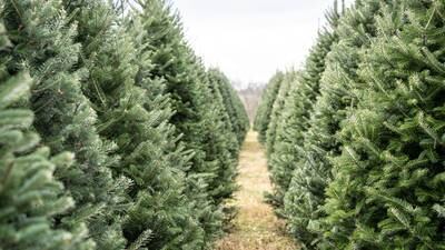 Real Christmas trees may be in short supply in Georgia this year. Here’s why: