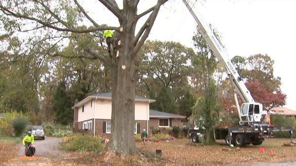 Homeowners taking down trees at risk of falling before Tropical Storm Nicole moves in