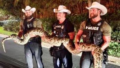 Jacksonville Sheriff’s Office assists Collier County with invasive 14-foot Burmese python