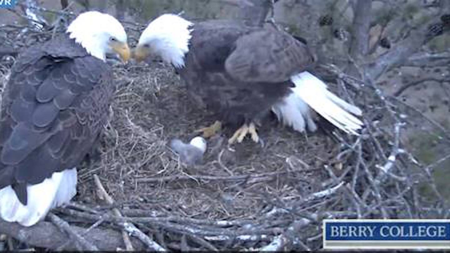 Berry college on sale eagles livestream