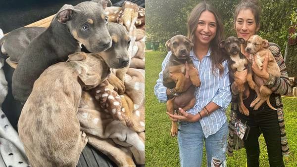 Puppies found after being stolen from Ga. humane society by man who shot front door, police say