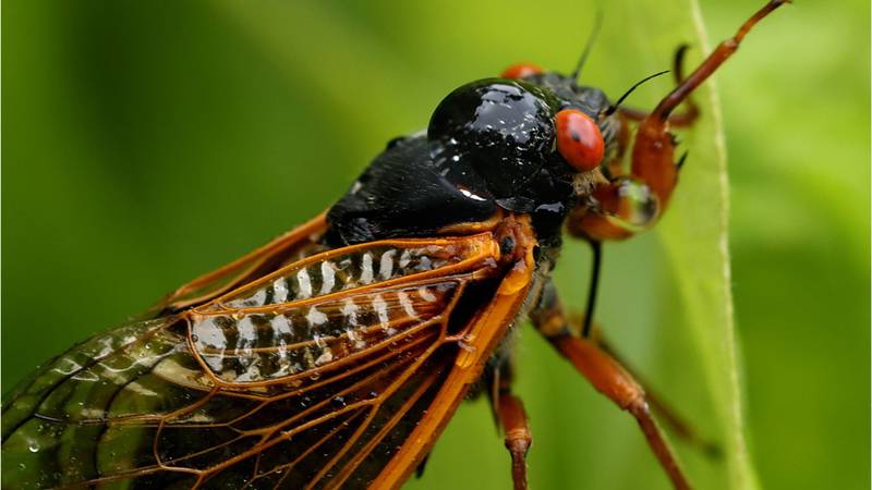 Cicadas could ‘stream jets’ of urine on you this spring, researchers ...