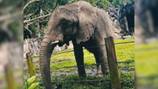Elephant that has lived alone, partially chained for 35 years headed to Georgia sanctuary