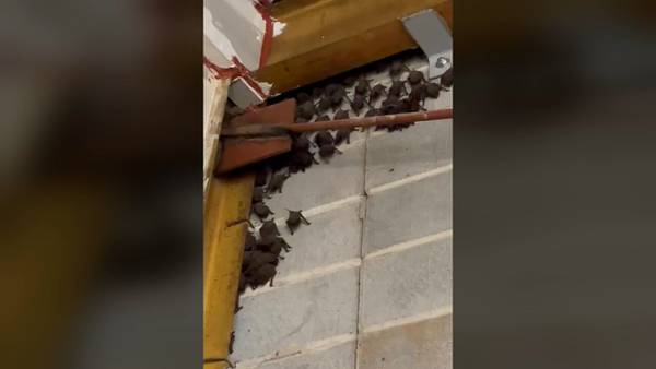 Dozens more bats found and removed from UGA dorm building
