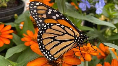 PHOTOS: Butterfly Encounter at Chattahoochee Nature Center