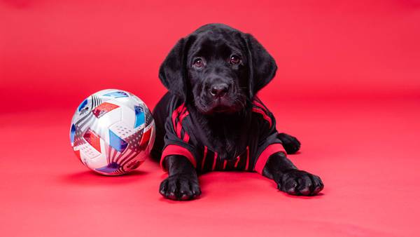 Atlanta United introduces their second service dog-in-training — King!