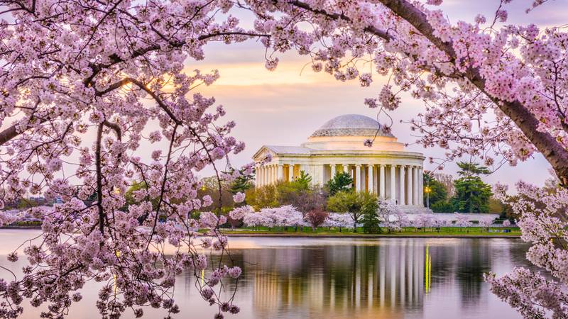 Cherry trees in blossom at the Jefferson Memorial