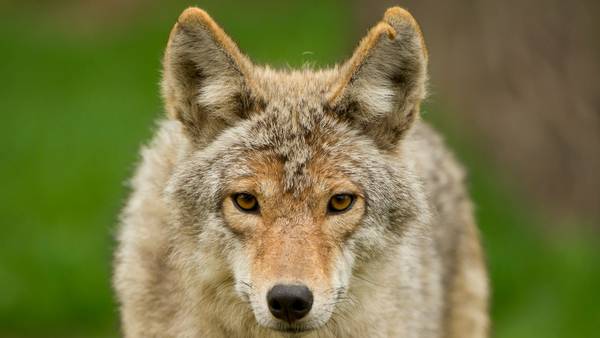 Metro city warns residents about pet safety after coyotes seen running loose