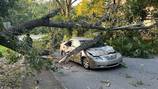 2 people injured after tree falls on driving car, power lines in DeKalb County